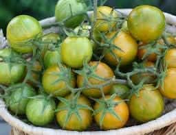 Green Zebra Cherry Tomato Vegetable Seeds – Unique Striped Tomatoes