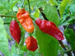 Ghost Chile Pepper Heirloom Non Gmo Image
