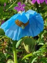 Meconopsis Flower Seeds for Garden - NON GMO Seeds Dhara Seeds
