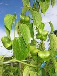Plukenetia Plant Seeds for Growing Nutritious and Hardy Trees