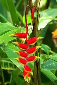 Heliconia Wagneriana Seeds for Planting - NON GMO Seeds for planting in home garden