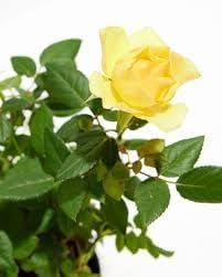 Roses Flower Seeds for Planting – Non-GMO, Heirloom Garden Seeds for Vibrant Blooms