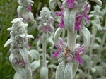 Lamb's Ear Plant Seeds for Planting, Fresh, NON GMO Seeds seeds for planting in home garden