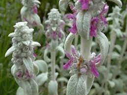 Lamb's Ear Plant Seeds for Planting, Fresh, NON GMO Seeds seeds for planting in home garden