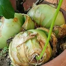 Bowiea Volubilis Seeds for Planting heirloom & Non-GMO Seeds