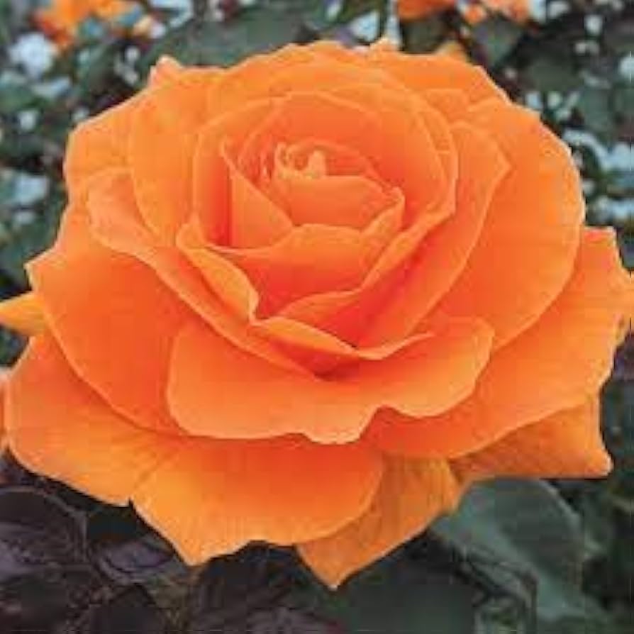 Osiria Rose Flower Rosa spp. Seeds for Planting Dark Orange