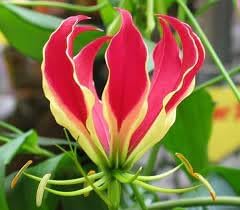 Flamme Lilien Flower Seeds for Planting – Organic, Heirloom, Non-GMO Lily Seeds for planting in your garden.