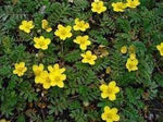 Tormentil Flower Seeds for Planting - 100 pcs for planting in your garden.