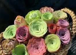 Greenovia Flower Seeds for Garden Planting - NON GMO Seeds Dhara Seeds