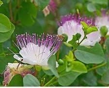 White Capparis Spinosa Flower Seeds - 100 pcs for planting in your garden.