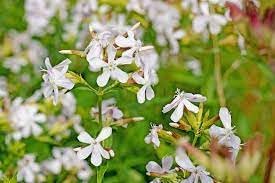 Organic Saponaria Flower Seeds for Planting – Heirloom, Non-GMO for planting in your garden.