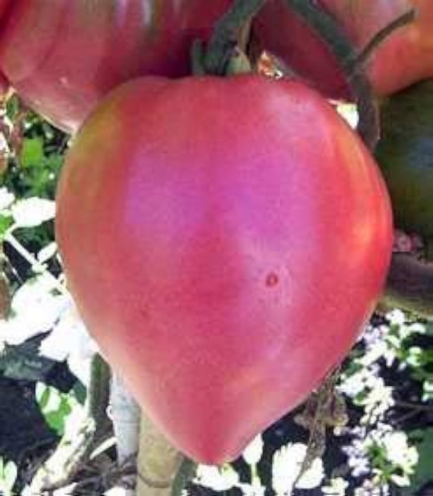 Heirloom Pink Oxheart Tomato NF Bio - Seeds for Sweet, Heart-Shaped Tomatoes