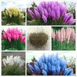 Pampas Plant Seeds for Garden Planting - NON GMO Seeds Dhara Seeds