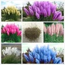 Pampas Plant Seeds for Garden Planting - NON GMO Seeds Dhara Seeds