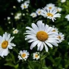 Chamomile Flower Seeds for Garden Planting - NON GMO Seeds Dhara Seeds