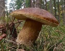 Porcini Mushroom Vegetable Seeds for Planting heirloom & Non-GMO Seeds