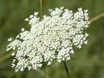 Queen Anne's Lace White Flower Seeds for Planting - NON GMO Seeds Dhara Seeds