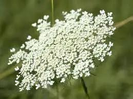 Queen Anne's Lace White Flower Seeds for Planting - NON GMO Seeds Dhara Seeds