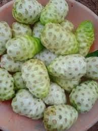 Noni Fruit Seeds for Growing Health-Boosting Trees