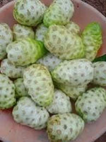 Noni Morinda citrifolia fruit seeds for garden