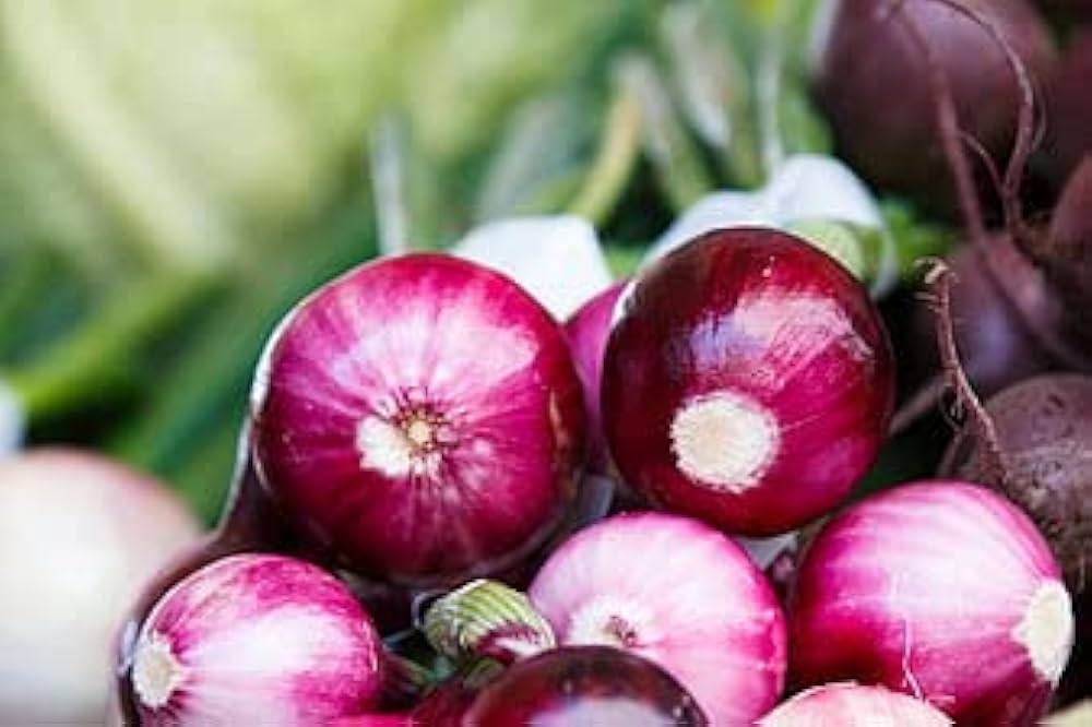 Onion Allium cepa for planting in vegetable patch