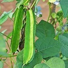 Winged Bean Psophocarpus tetragonolobus seeds for garden planting
