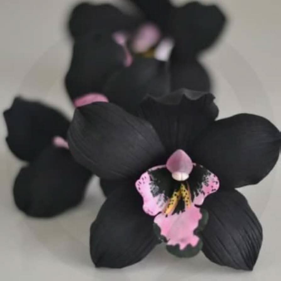 Black Cymbidium Faberi Flower Seeds