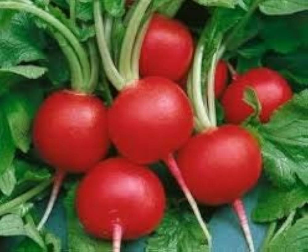 Red Ball seeds for planting – vibrant red spherical flowers or fruit plant seeds, suitable for gardens, landscapes, and containers