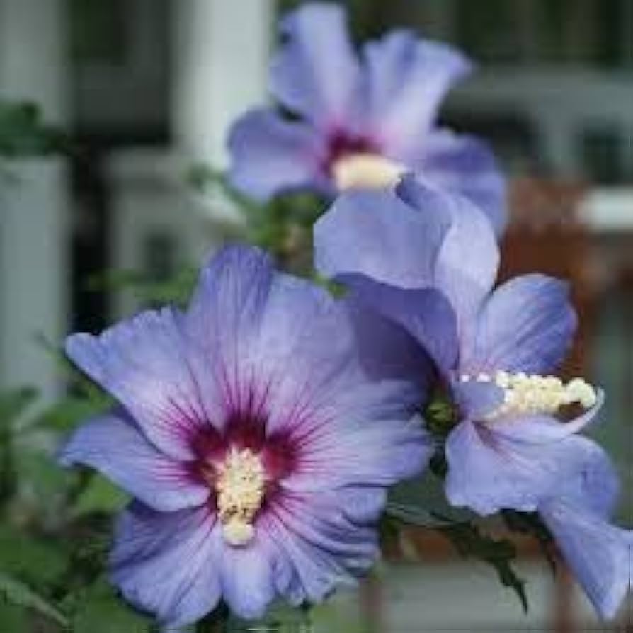Double Rose von Sharon Hibiscus Seeds ( , Blooming Bush)