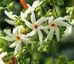 Coral Jasmine Flower Seeds for Planting - NON GMO Seeds Dhara Seeds