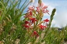 Red Gaura Flower Seeds for Planting - 100 seeds for planting in home garden