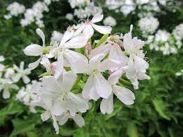 Organic Saponaria Flower Seeds for Planting – Heirloom, Non-GMO