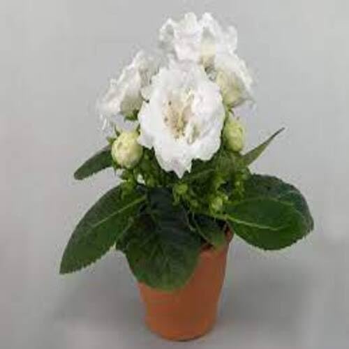 White Ixora Flower