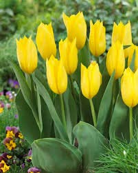 Tulipa & Narcissus Yellow Mellow Blend Seeds