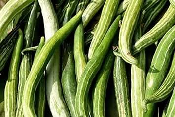 Trichosanthes Cucumerina Vegetable Seeds for Planting heirloom & Non-GMO Seeds