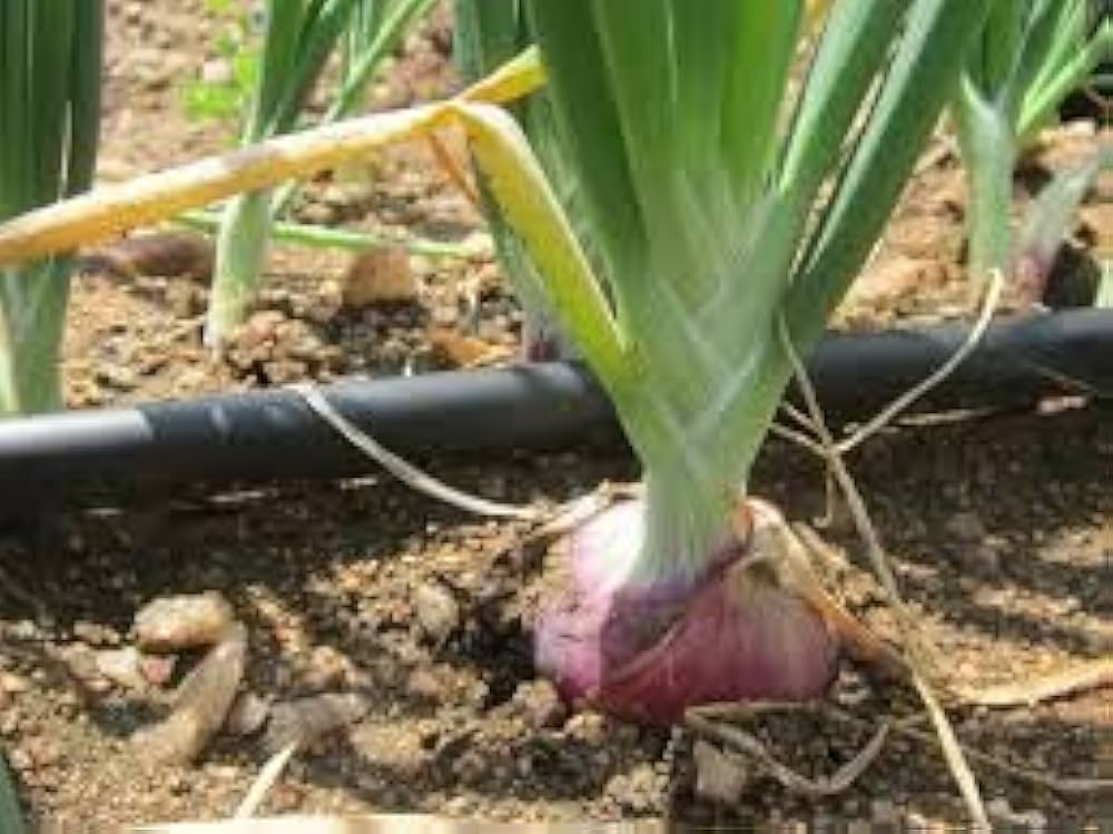 Onion Allium Cepa Red Grano Texas Vegetable Seeds for Planting – Suitable for Southern Climates and Backyard Gardening