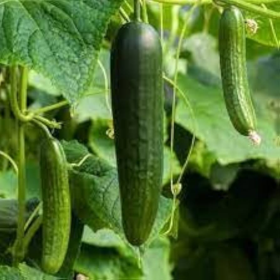 Boston Abbeizen Cucumber Seeds for Classic Garden and Vegetable Planting