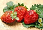 Organic strawberry Fragaria × ananassa seeds for home garden