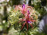 Tillandsia Flower Seeds for Planting - 100 seeds for planting in home garden