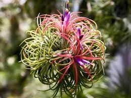 Tillandsia Flower Seeds for Planting - 100 seeds for planting in home garden