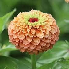 Lime Orange Zinnia Flower Seeds for Planting – Bright, Vibrant Blooms, Non-GMO, Heirloom Seeds