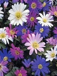 Anemone Blanda Flower Seeds for Planting - 100