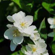 Philadelphus Coronarius Flower Seeds for Planting - 100 seeds for planting in home garden