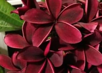 Heirloom Non-GMO Maroon Frangipani Flower Seeds for Planting – Exotic Fragrant Blooms for Tropical Gardens for planting in your garden.