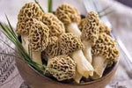 Light Green Morel Mushroom Morchella esculenta for planting in urban garden