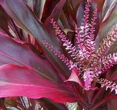 Cordyline Plant Seeds for Planting - 100