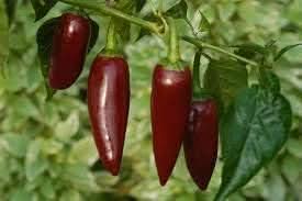 Dark Brown Chili Brazilian Seeds for Planting