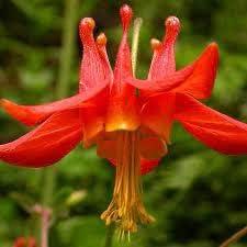 Aquilegia - Heirloom, Non - Gmo Seeds