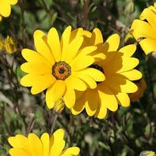 Heirloom Dimorphotheca Flower Seeds for Planting, Non-GMO seeds for planting in home garden