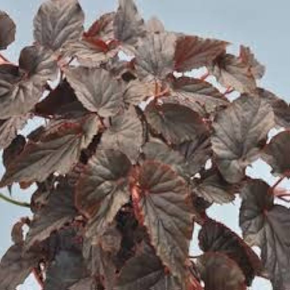 Begonia Hardy Grandis Perennial Seeds for Planting Begonia grandis for flower beds and shady gardens